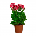 Pelargonio