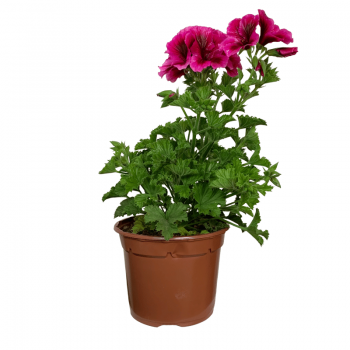 Pelargonio