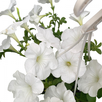 Petunia