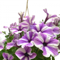 Petunia