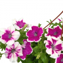 Petunia