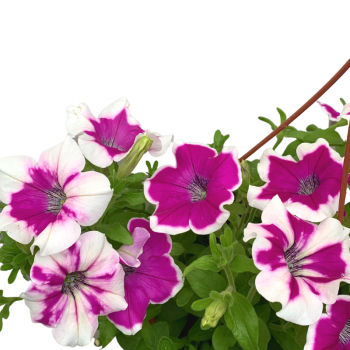 Petunia