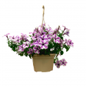 Petunia