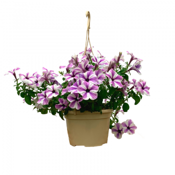 Petunia