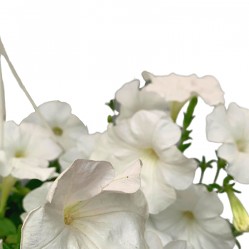 Petunia