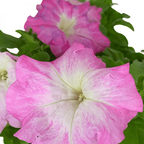 Petunia