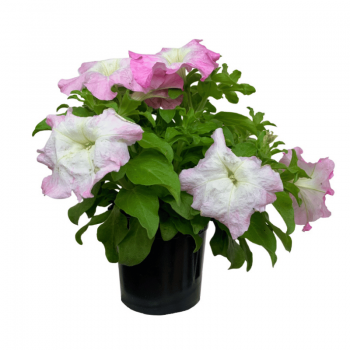 Petunia