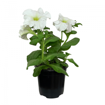 Petunia