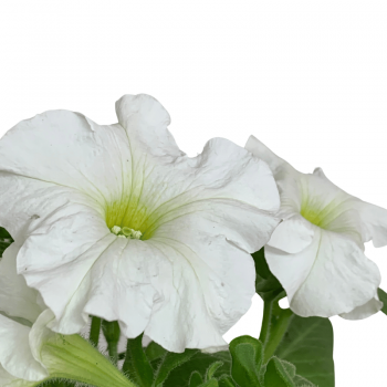 Petunia