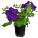 Petunia