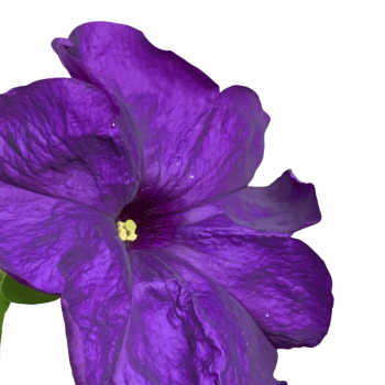 Petunia