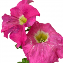 Petunia