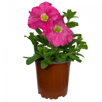 Petunia