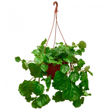 Planta del dinero
