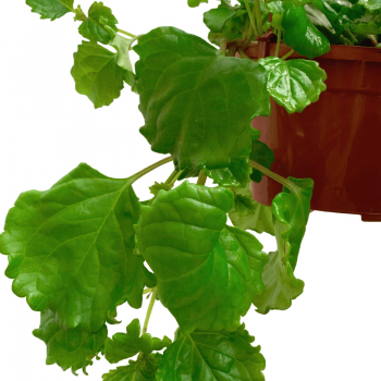 Planta del dinero