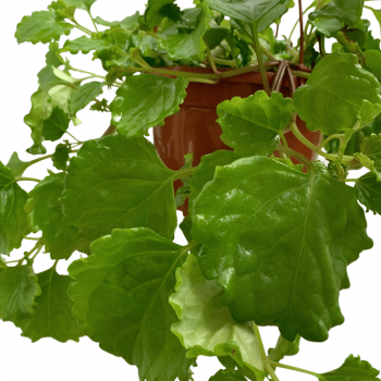 Planta del dinero