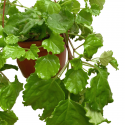Planta del dinero