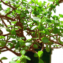 Portulacaria