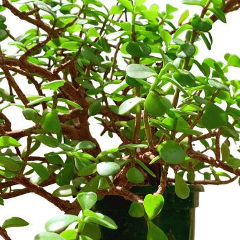 Portulacaria