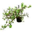 Portulacaria