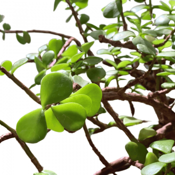 Portulacaria