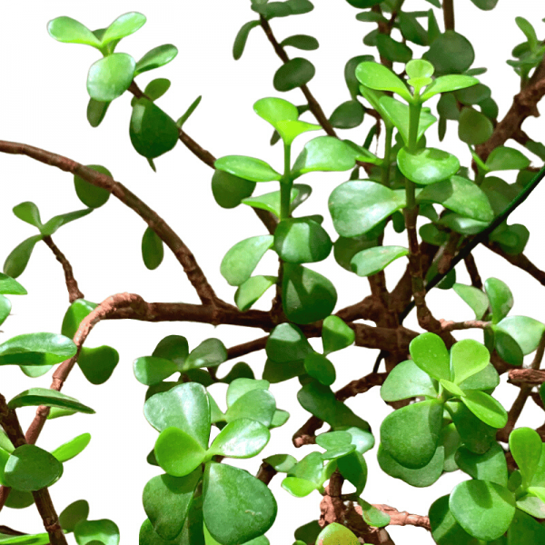 Portulacaria