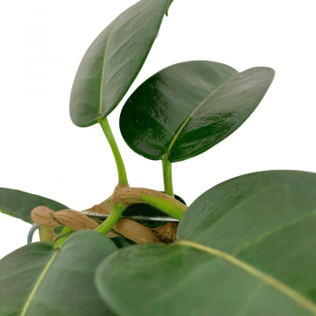 Stephanotis