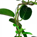 Stephanotis