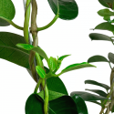 Stephanotis