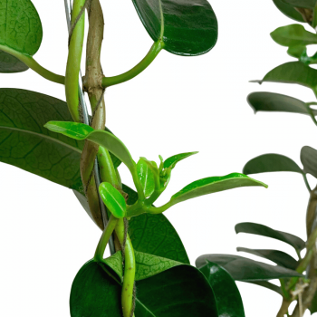 Stephanotis