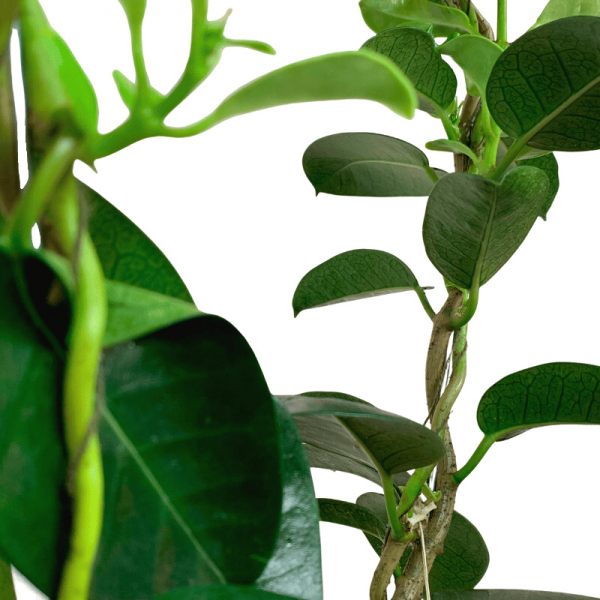 Stephanotis