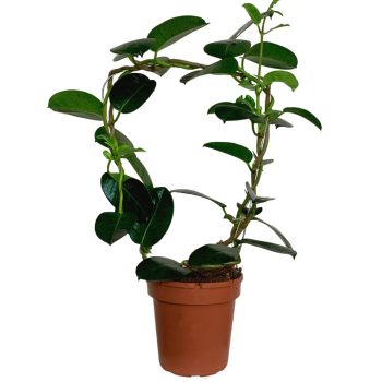 Stephanotis