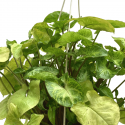Syngonium Podophyllum