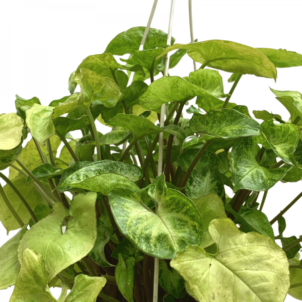 Syngonium Podophyllum