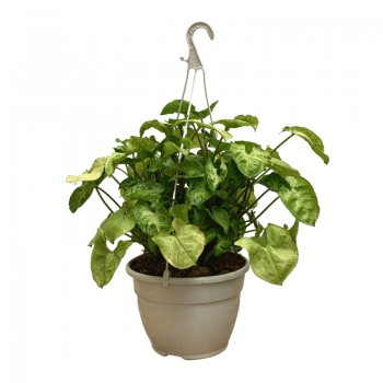 Syngonium Podophyllum