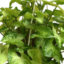 Syngonium Podophyllum