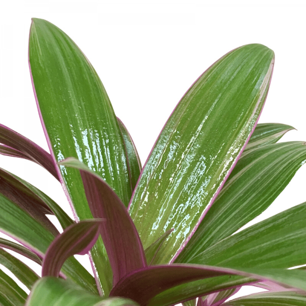 Tradescantia Spathacea