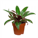 Tradescantia Spathacea