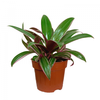 Tradescantia Spathacea