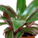 Tradescantia Spathacea