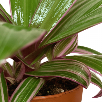 Tradescantia Spathacea