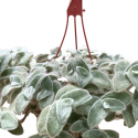 Tradescantia Sillamontana