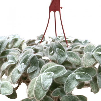 Tradescantia Sillamontana