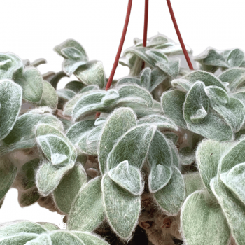 Tradescantia Sillamontana