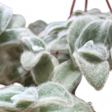 Tradescantia Sillamontana
