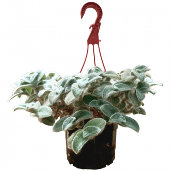 Tradescantia Sillamontana