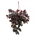Tradescantia Zebrina