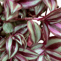 Tradescantia Zebrina