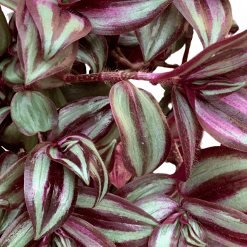 Tradescantia Zebrina