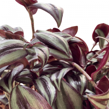 Tradescantia Zebrina